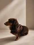 Signature Harness: Croco Mocha XS